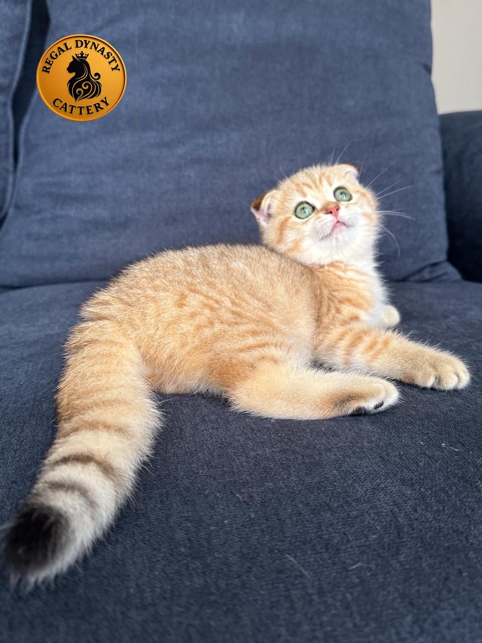 Female Munchkin Fold – Long Legs - Image 2