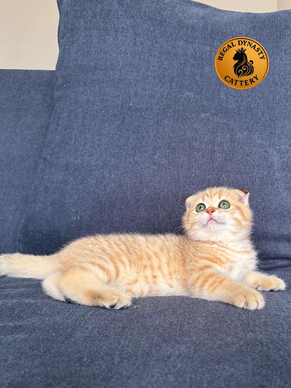 Female Munchkin Fold – Long Legs - Image 3