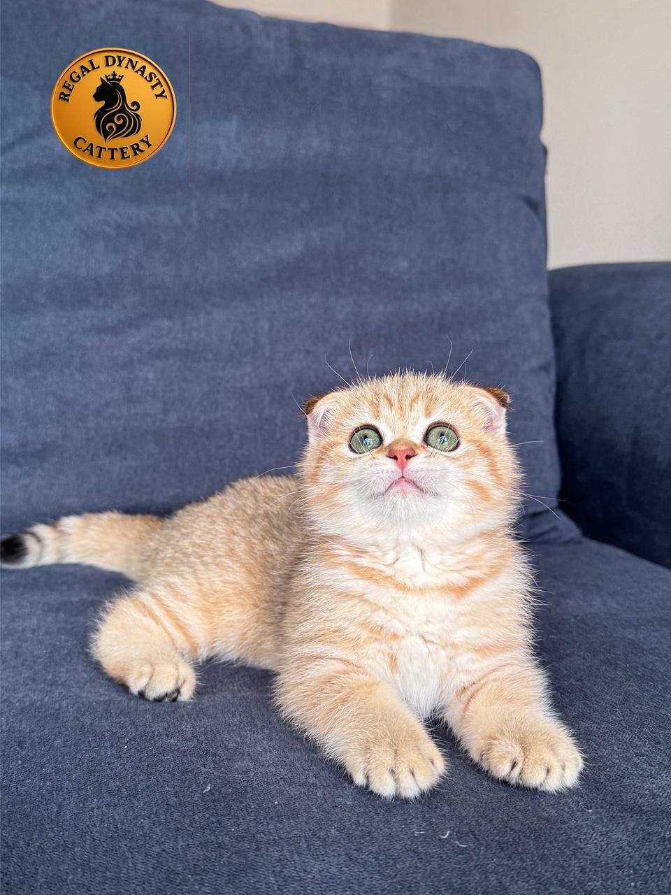 Female Munchkin Fold – Long Legs - Image 4