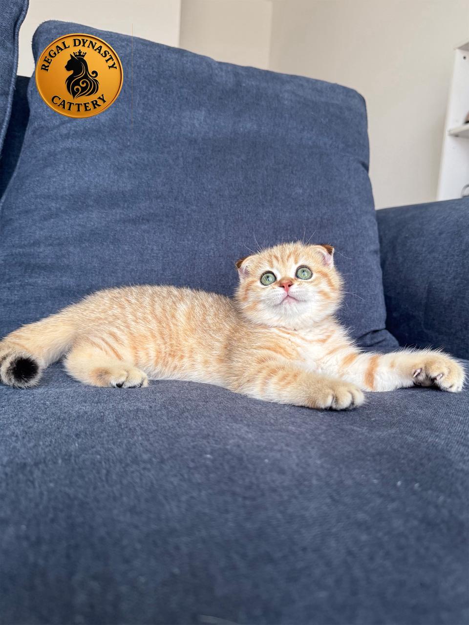 Female Munchkin Fold – Long Legs - Image 5