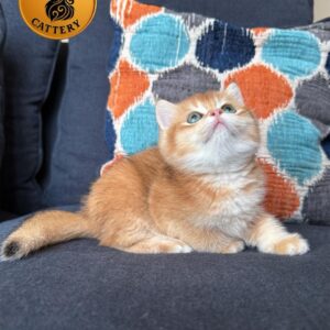 British Shorthair – Male – Golden Shaded (BY12)