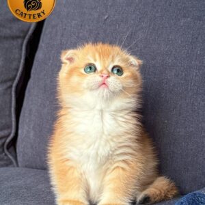 Scottish Fold – Golden Shaded (NY12) – Premium Quality