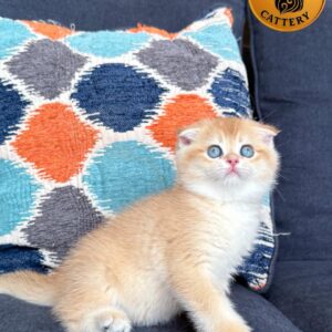 Scottish Fold Short Hair – Golden Shaded (NY12) – Premium Quality