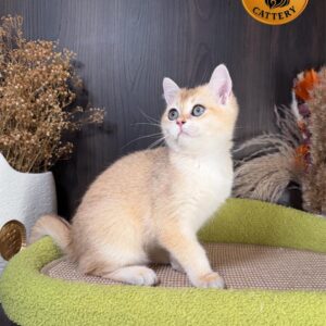 Scottish Straight Shorthair Golden Shaded NY12 Premium Quality