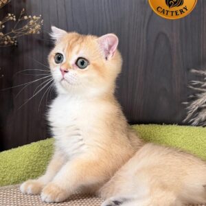 Scottish Fold Shorthair Golden Shaded NY12 Premium Quality