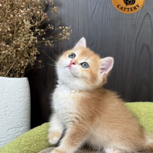 Male British Shorthair Golden Shaded NY12 – Premium Quality